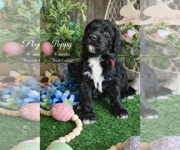Medium Photo #8 Saint Berdoodle Puppy For Sale in PAW PAW, MI, USA