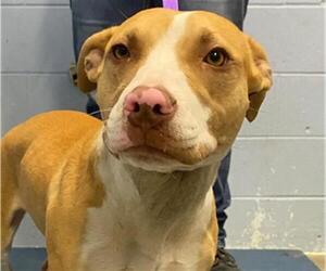 Mutt Dogs for adoption in Woodland, CA, USA