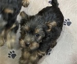 Small Photo #2 Yorkshire Terrier Puppy For Sale in NEWBURGH, IN, USA