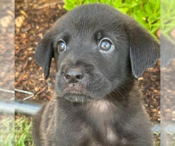 Medium Photo #2 Labrador Retriever-Unknown Mix Puppy For Sale in San Diego, CA, USA