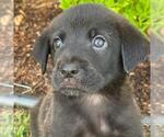 Small #1 Labrador Retriever Mix