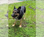 Small #2 German Shepherd Dog