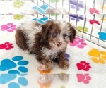 Leo - Male Cockapoo (Toy)-Poodle (Toy) Mix Puppy for Sale - Photo #10