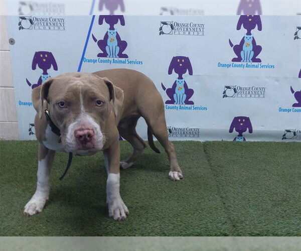 Medium Photo #1 American Pit Bull Terrier-Unknown Mix Puppy For Sale in Orlando, FL, USA