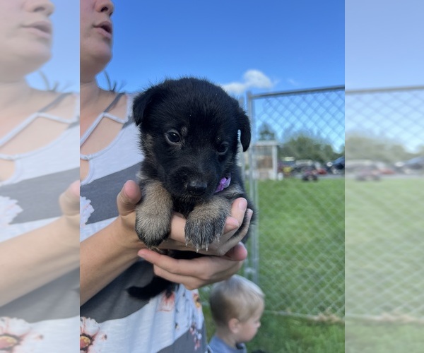 View Ad Photo 22 of Listing German Shepherd Dog