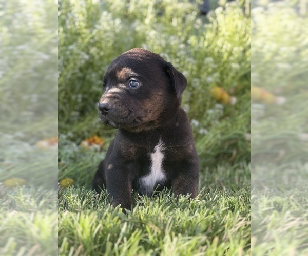 Medium Photo #2 Cane Corso-Doberman Pinscher Mix Puppy For Sale in MODESTO, CA, USA