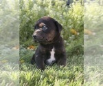 Small #1 Cane Corso-Doberman Pinscher Mix