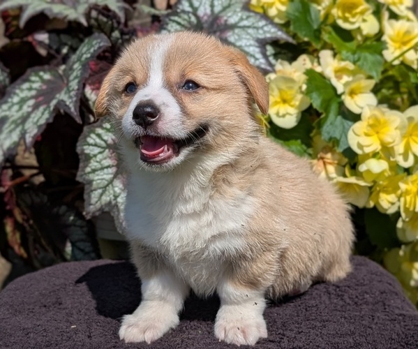 Medium Photo #49 Pembroke Welsh Corgi Puppy For Sale in GOSHEN, IN, USA