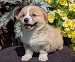 Small Photo #49 Pembroke Welsh Corgi Puppy For Sale in GOSHEN, IN, USA