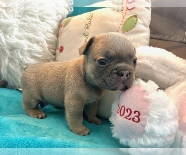 Medium Photo #34 French Bulldog Puppy For Sale in DAYTON, OH, USA