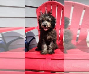 Poodle (Miniature)-Poodle (Toy) Mix Puppy for sale in INDIANAPOLIS, IN, USA