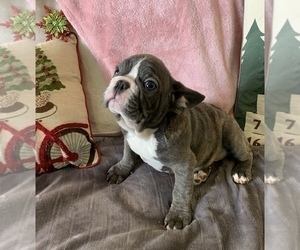French Bulldog Puppy for sale in JOHNS ISLAND, SC, USA