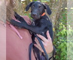 Small #3 Mutt