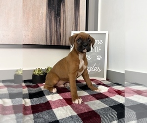 Boxer Puppy for sale in FRANKLIN, IN, USA