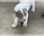 Small Photo #5 American Bully Puppy For Sale in CHICO, CA, USA