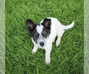 Borador Dogs for adoption in Unionville, PA, USA