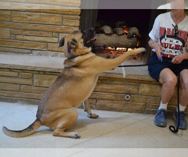 Medium Photo #2 German Shepherd Dog-Mastiff Mix Puppy For Sale in Enfield, CT, USA