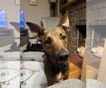 Small #5 German Shepherd Dog Mix