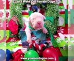 Small Photo #32 Dogo Argentino Puppy For Sale in PINEVILLE, MO, USA