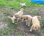 Small Photo #6 Golden Retriever Puppy For Sale in PLANT CITY, FL, USA