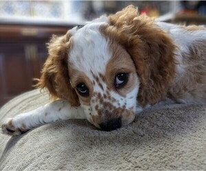 Cockapoo Puppy for sale in ASHLAND, OH, USA