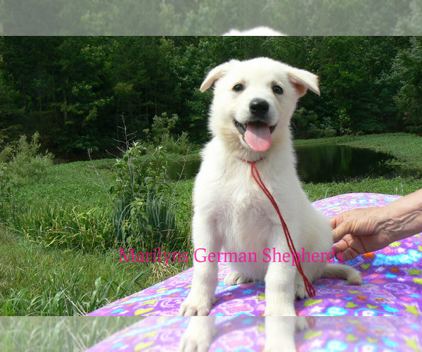 Medium Photo #3 German Shepherd Dog Puppy For Sale in PIEDMONT, MO, USA