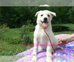 Small #2 German Shepherd Dog