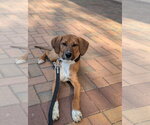 Small #1 Mutt