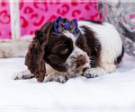 Small Photo #17 Cocker Spaniel Puppy For Sale in WAKARUSA, IN, USA