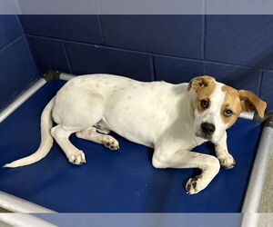 Mutt Dogs for adoption in Sterling, MA, USA