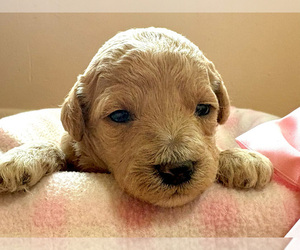 Goldendoodle (Miniature) Puppy for sale in ROY, UT, USA