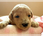 Image preview for Ad Listing. Nickname: Sugar May