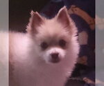 Small #2 Pomeranian