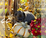 Small Photo #6 Chihuahua Puppy For Sale in RAWSONVILLE, MI, USA