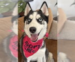 Small Siberian Husky