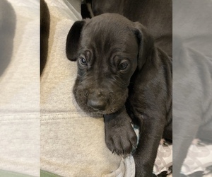 Great Dane Puppy for sale in ALDIE, VA, USA