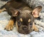 Small #2 French Bulldog