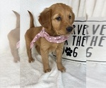 Small #4 Golden Retriever