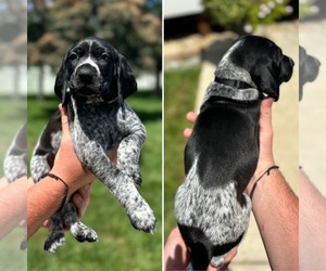 German Shorthaired Pointer Puppy for sale in SILEX, MO, USA