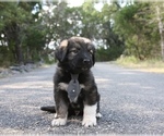 Small Photo #1 Great Pyrenees-Newfoundland Mix Puppy For Sale in SPRING BRANCH, TX, USA