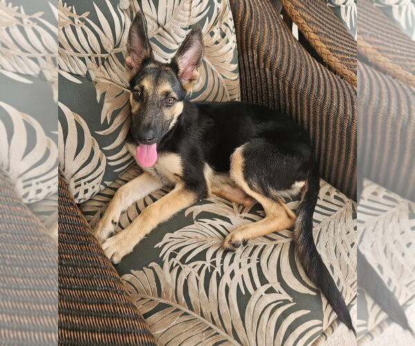 Medium Photo #1 Mutt Puppy For Sale in Sanford, FL, USA