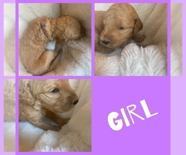 Medium Photo #1 Goldendoodle Puppy For Sale in HOPKINSVILLE, KY, USA