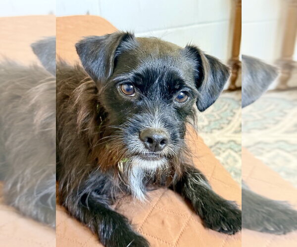 Medium Photo #6 Mutt Puppy For Sale in San Leon, TX, USA