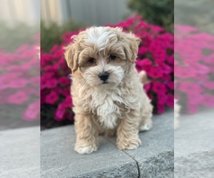 Maltipoo Puppy for sale in CANOGA, NY, USA