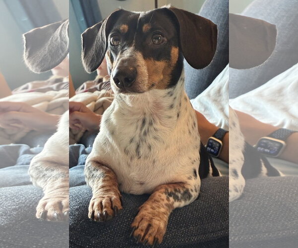 Medium Photo #1 Dachshund Puppy For Sale in Tampa, FL, USA