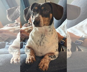 Dachshund Dogs for adoption in Tampa, FL, USA