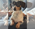 Small Dachshund
