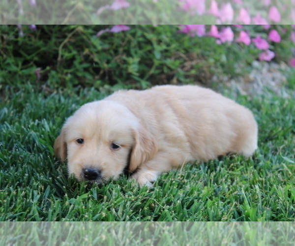 Medium Photo #5 Golden Retriever Puppy For Sale in BLOOMINGTON, IN, USA