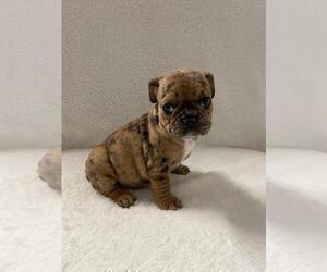 French Bulldog Puppy for sale in CHARLESTON, SC, USA