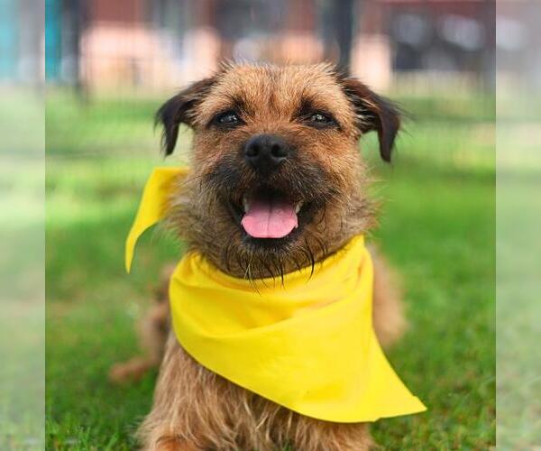 Medium Photo #1 Mutt Puppy For Sale in San Antonio, TX, USA